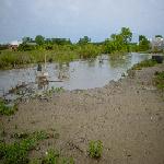 The ditch is about 4-5 times wider than normal heading south towards the greenhouses.